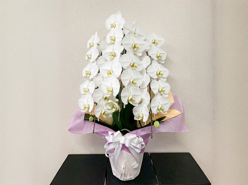 胡蝶蘭（Phalaenopsis）